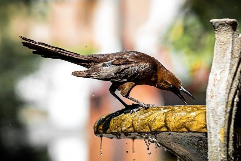 rain bird sst-900i manual